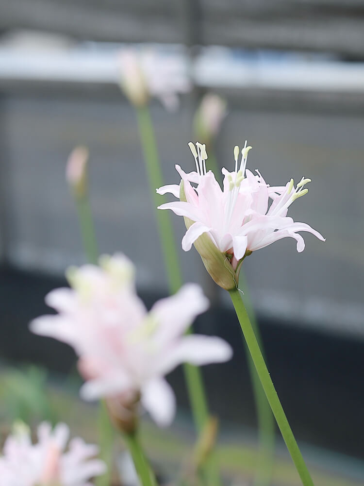 花のある暮らし ダイヤモンドリリー ボタニカルライフスタイルマガジン ボタニストジャーナル