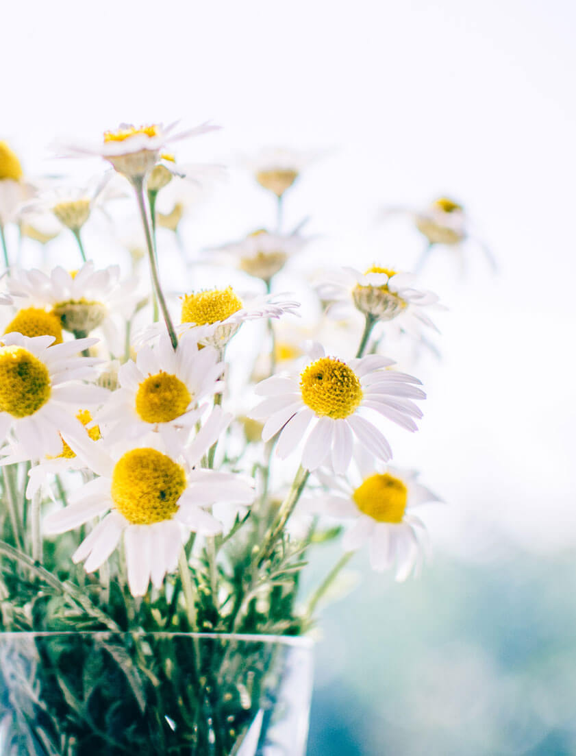 心と身体に嬉しいカモミールをより楽しむ方法