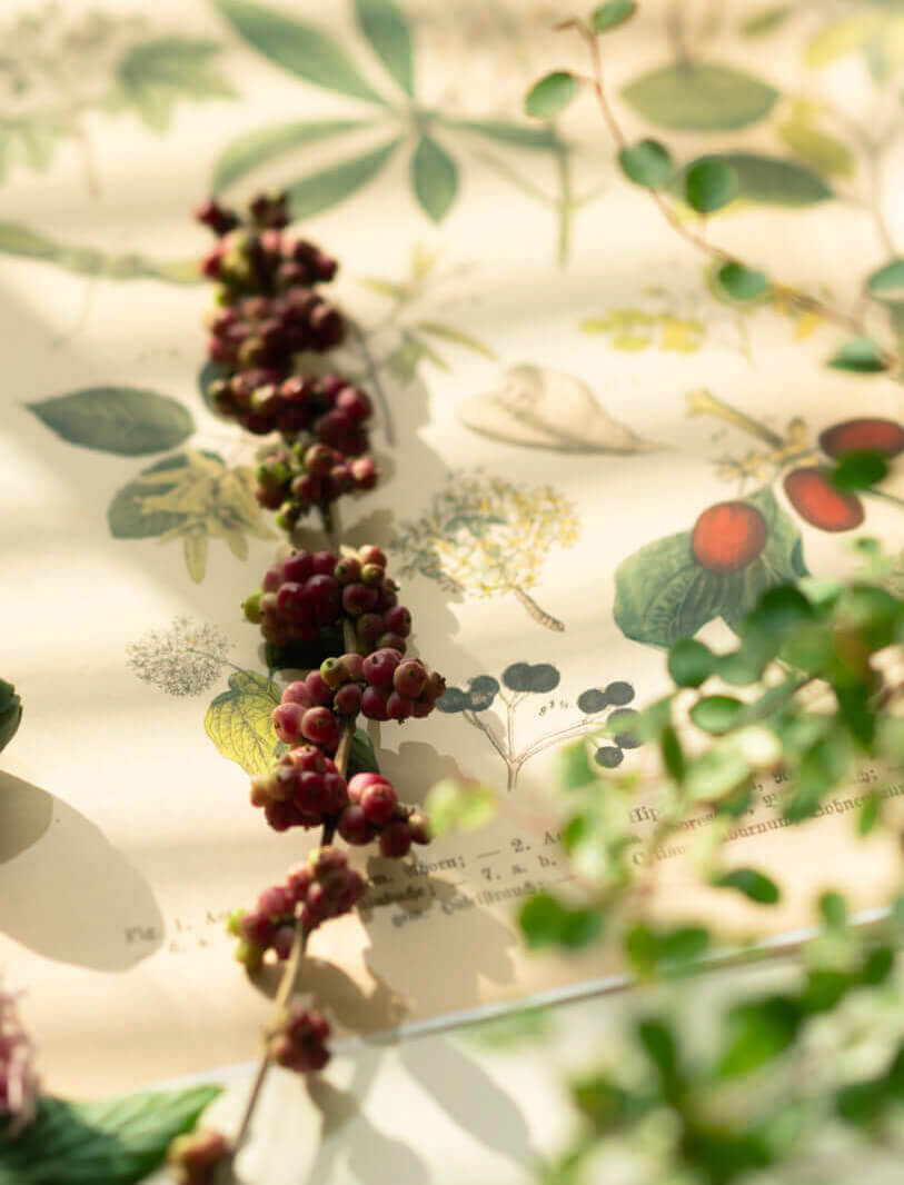 乾燥の気になる秋冬こそ、植物と寄り添う生活でツヤ肌ボディへ