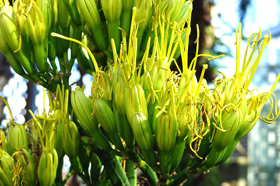 世紀の植物 と謳い称されるアガベの驚異の生命力 ボタニカルライフスタイルマガジン Botanist Journal