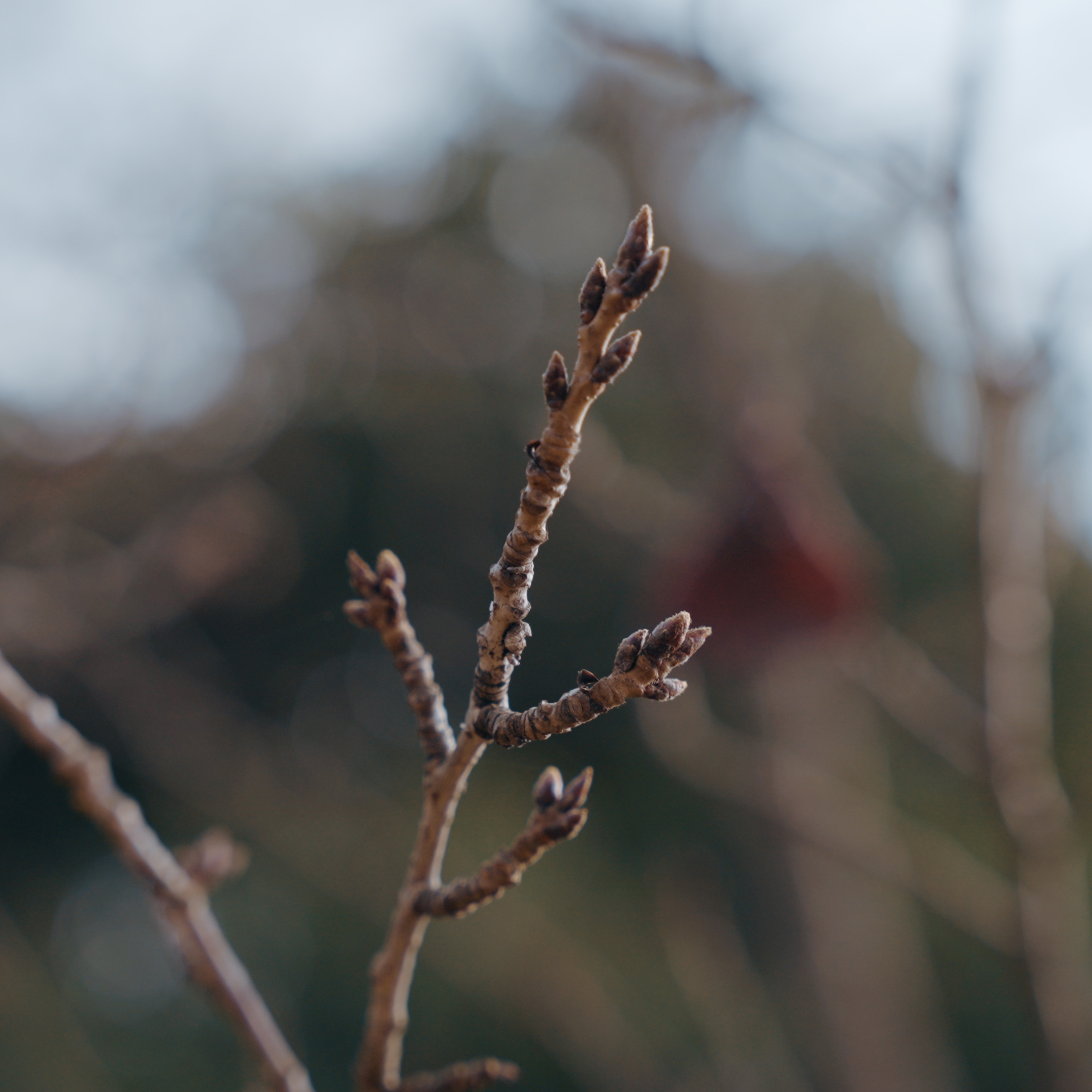 ソメイヨシノを守りたい。桜守の活動に参加して気づいたこと。