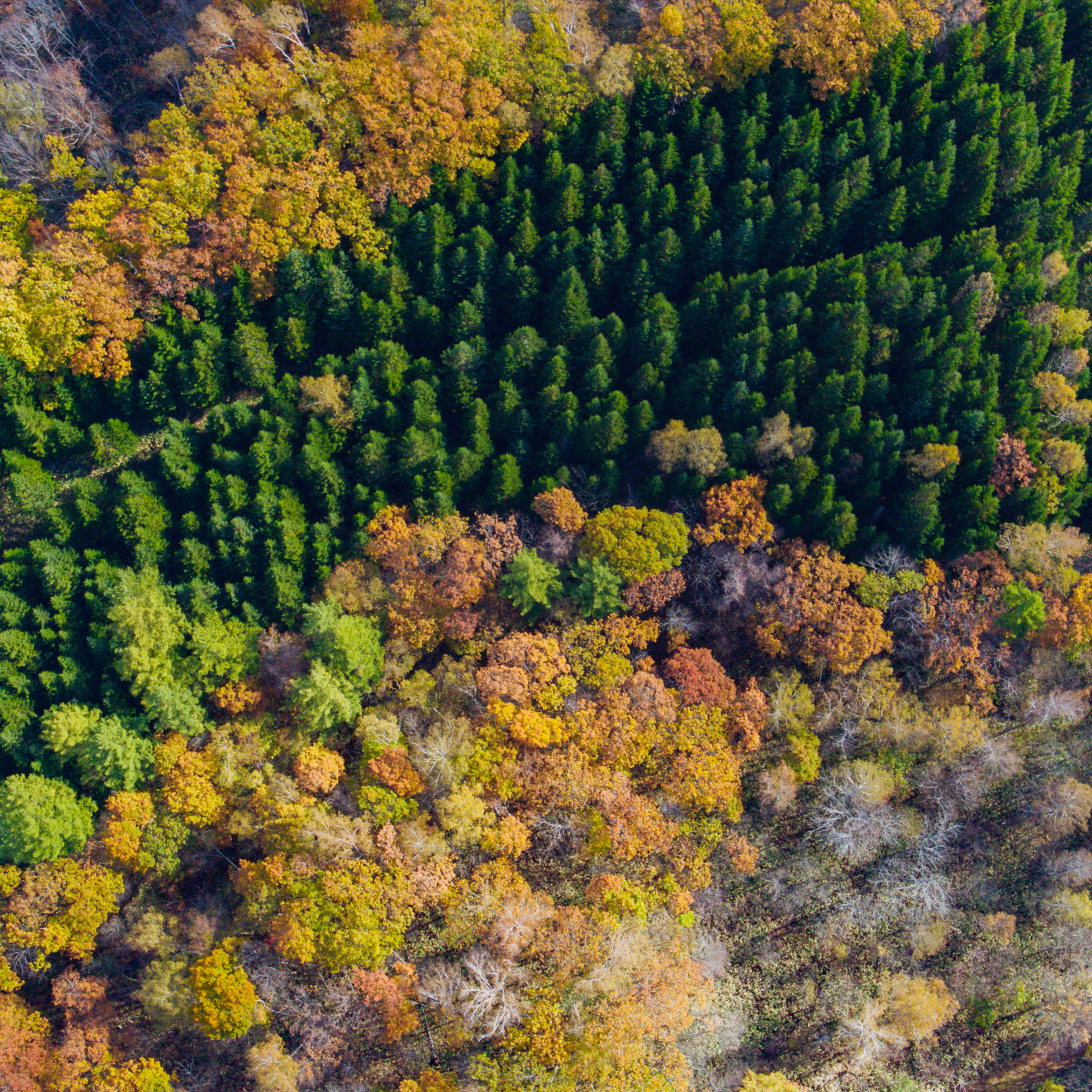 自然を学び、未来をつくる。 二年目を迎えたBOTANISTの森。